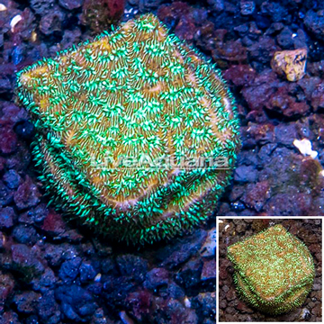 LiveAquaria® Cultured Jack-O-Lantern Leptoseris Coral