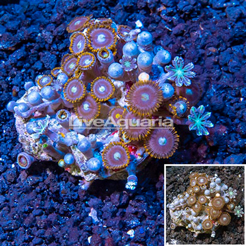 Zoanthus Coral Indonesia