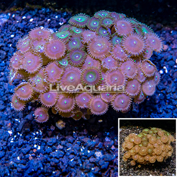 Zoanthus Coral Vietnam