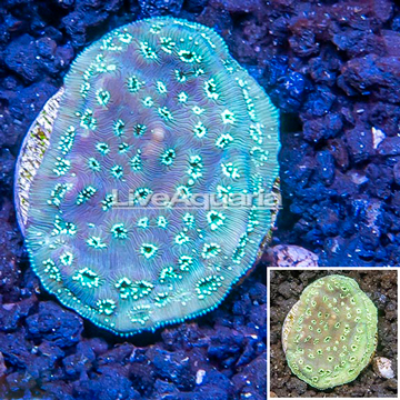 LiveAquaria® Cultured Pavona Coral