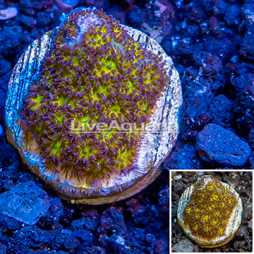 LiveAquaria® Cultured Leptastrea Coral