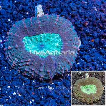 Lobed Brain Coral Australia