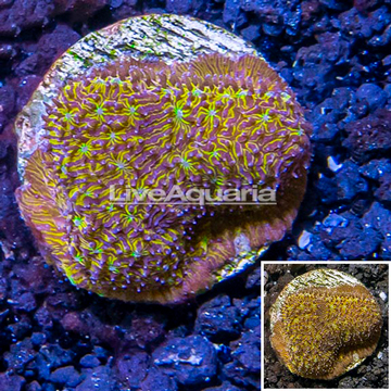 LiveAquaria® Cultured Jack-O-Lantern Leptoseris Coral