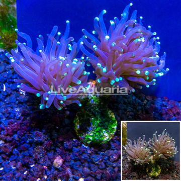 LiveAquaria® Cultured Torch Coral 