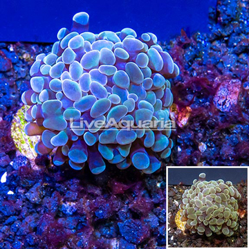 LiveAquaria® Cultured Hammer Coral