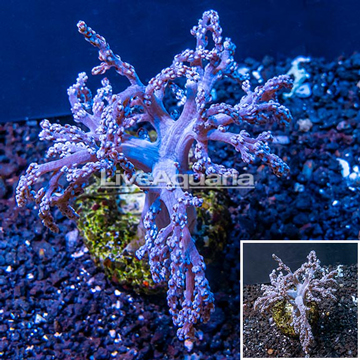 Pineapple Tree Coral Indonesia