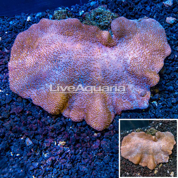 Toadstool Leather Coral Vietnam