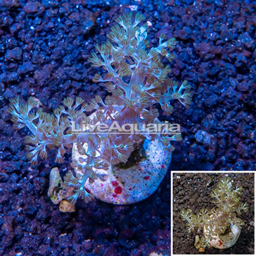 LiveAquaria® Cultured Tree Coral