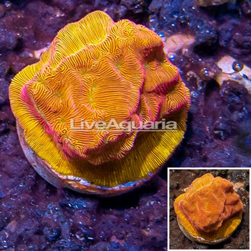 LiveAquaria® Cultured Jason Fox Lunar Leptoseris Coral