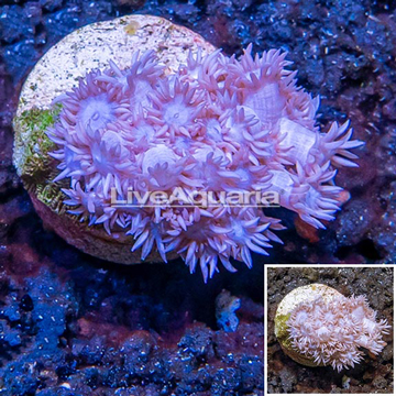 LiveAquaria® Cultured Goniopora Coral 