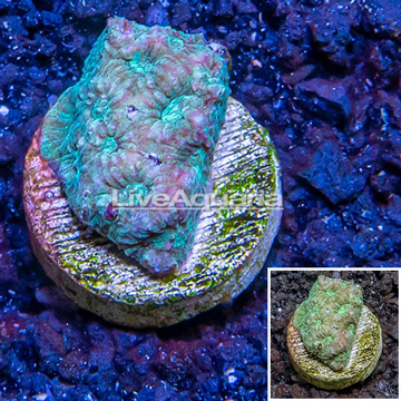 LiveAquaria® Cultured Favia Coral