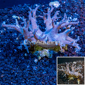 Sinularia Leather Coral Fiji