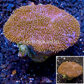 Toadstool Leather Coral Vietnam