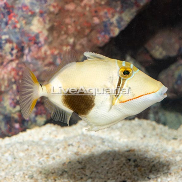 Boomerang Triggerfish