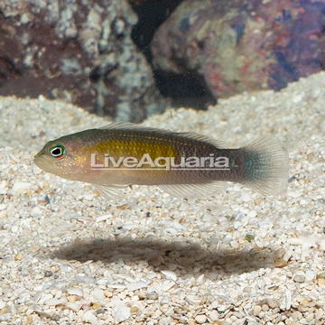 Blue Bar Dottyback 