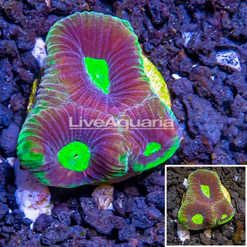 LiveAquaria® Cultured Goniastrea Brain Coral 