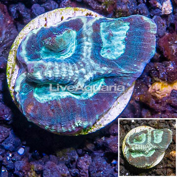 LiveAquaria® Cultured Goniastrea Brain Coral 