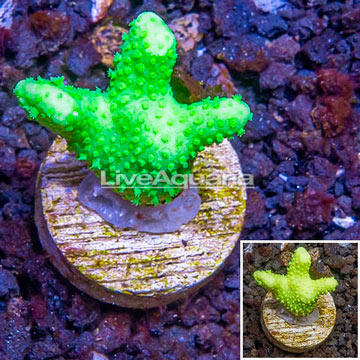 LiveAquaria® Porites Coral