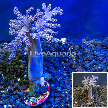 Pineapple Tree Coral Indonesia