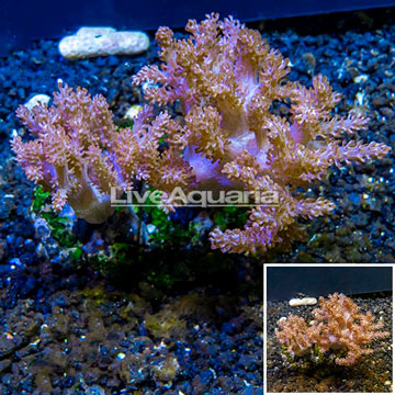 Pineapple Tree Coral Indonesia