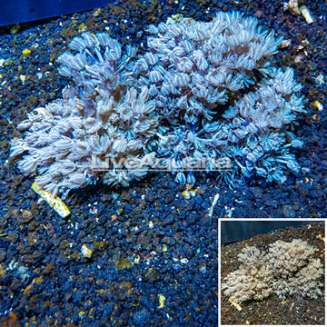 Xenia Coral Vietnam