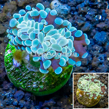 LiveAquaria® Cultured Hammer Coral