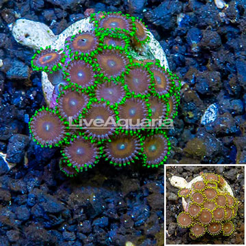 LiveAquaria® Cultured Zoanthus Coral 