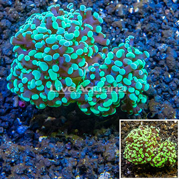 LiveAquaria® Cultured Hammer Coral