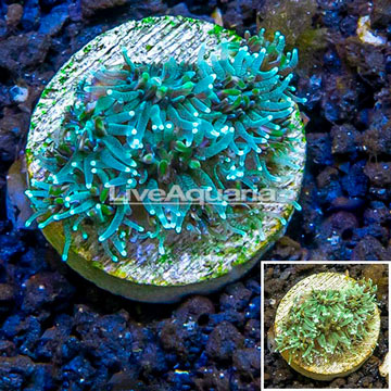 LiveAquaria® Cultured Galaxea Coral