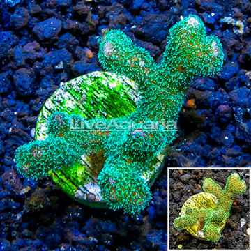 LiveAquaria® Cultured Green Stylophora Coral 