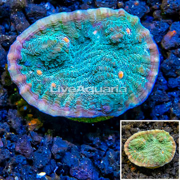 LiveAquaria® Cultured Ultra Chalice Coral