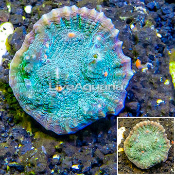 LiveAquaria® Cultured Ultra Chalice Coral