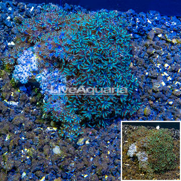 Sympodium Coral Indonesia