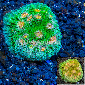 LiveAquaria® Cultured Ultra Chalice Coral