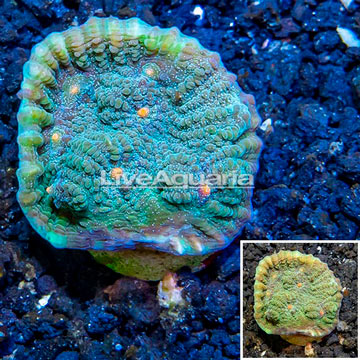 LiveAquaria® Cultured Ultra Chalice Coral