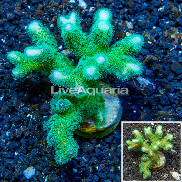 LiveAquaria® Cultured Green Stylophora Coral