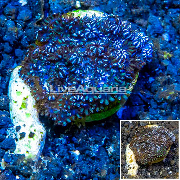 LiveAquaria® Cultured Sympodium Coral 