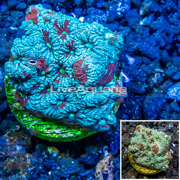 LiveAquaria® Cultured War Coral 