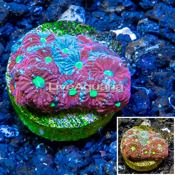 LiveAquaria® Cultured War Coral 