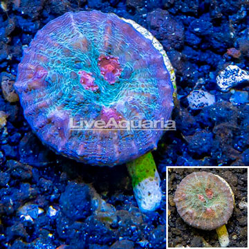 LiveAquaria® Cultured Ultra Chalice Coral