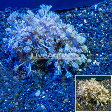 Xenia Coral Vietnam