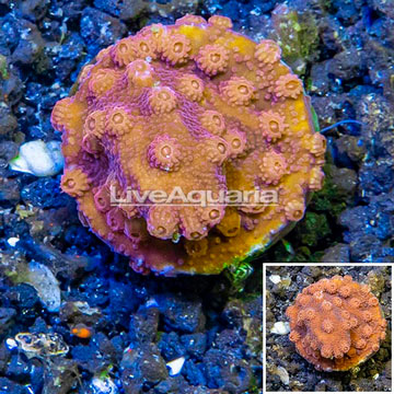 LiveAquaria® Cultured Cyphastrea Frag coral