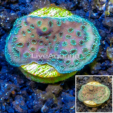 LiveAquaria® Cultured Pavona Coral