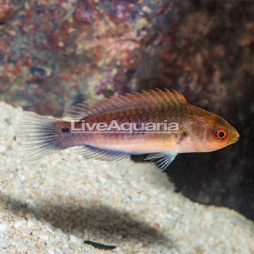 Blueside Fairy Wrasse