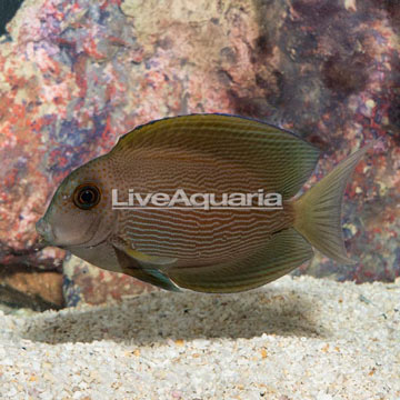 Orange Stripe Bristletooth Tang