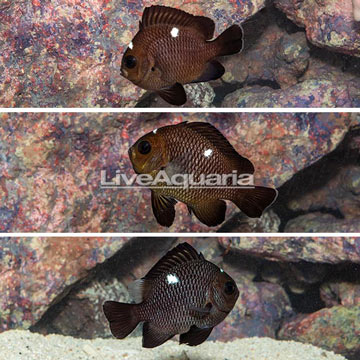 Domino Damselfish, Trio