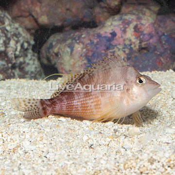 Yellow Hawkfish