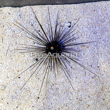 Black Longspine Urchin 