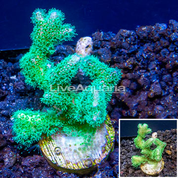 LiveAquaria® Cultured Green Stylophora Coral 