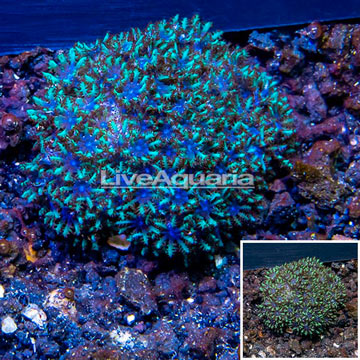 LiveAquaria® Cultured Sympodium Coral 